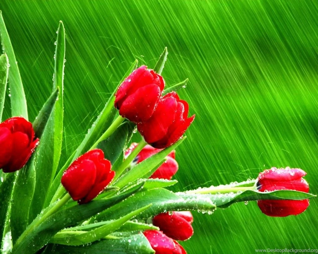 Free desktop backgrounds nature flowers tulips wallpapers