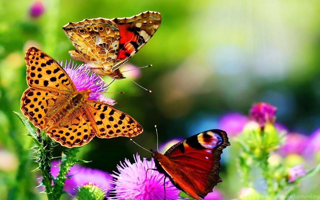 Desktop Beautiful Flowers and Butterflies Wallpapers.jpeg