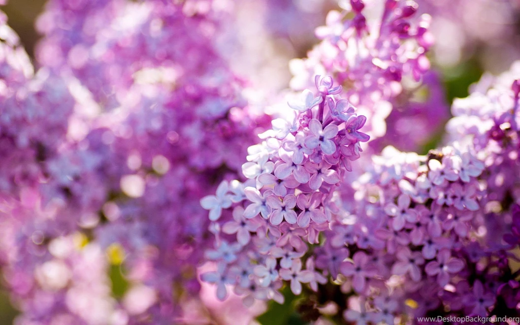 Lilac HD Wallpaper, Lilac Images Free, New Wallpapers