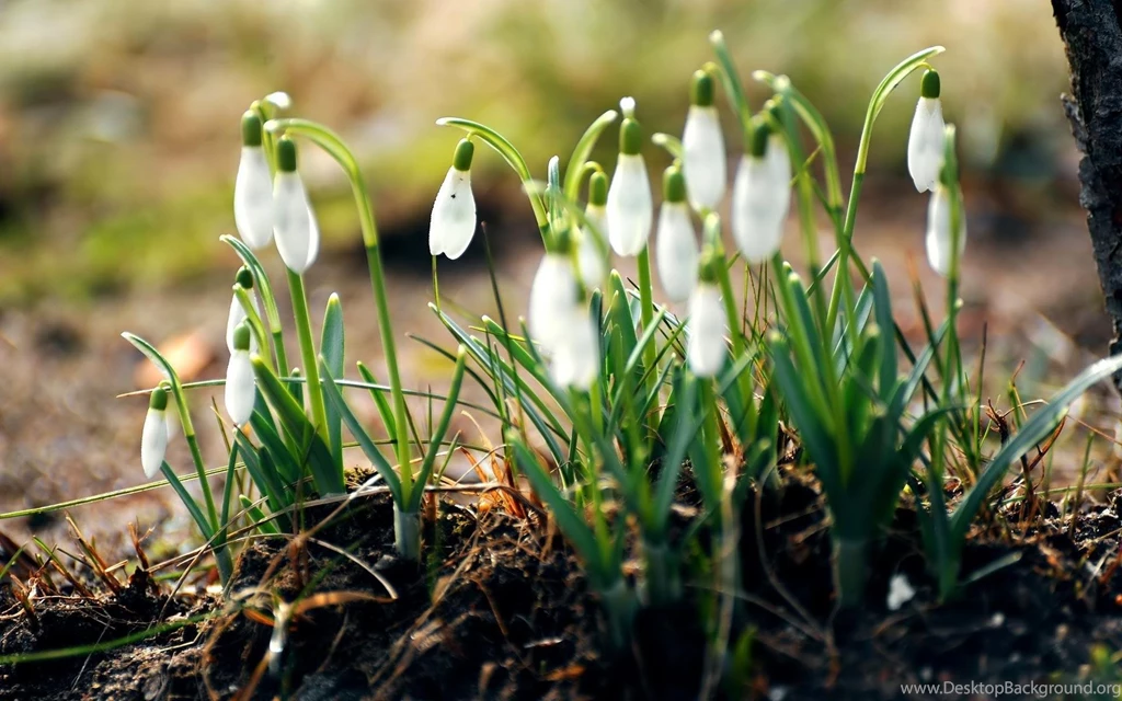 Nature Flowers Spring Season Snowdrops Desktop >> HD Wallpapers ...