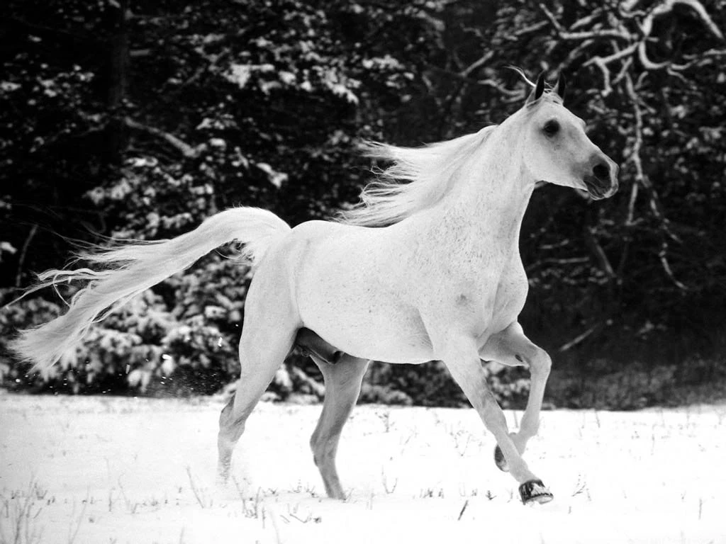 White Horse Desktop Wallpapers