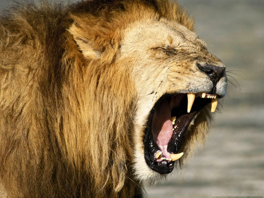 World top ten best 10 desktop lions wallpapers hd lion wallpaper 1600 x 1200 www.fun54.com_.jpg
