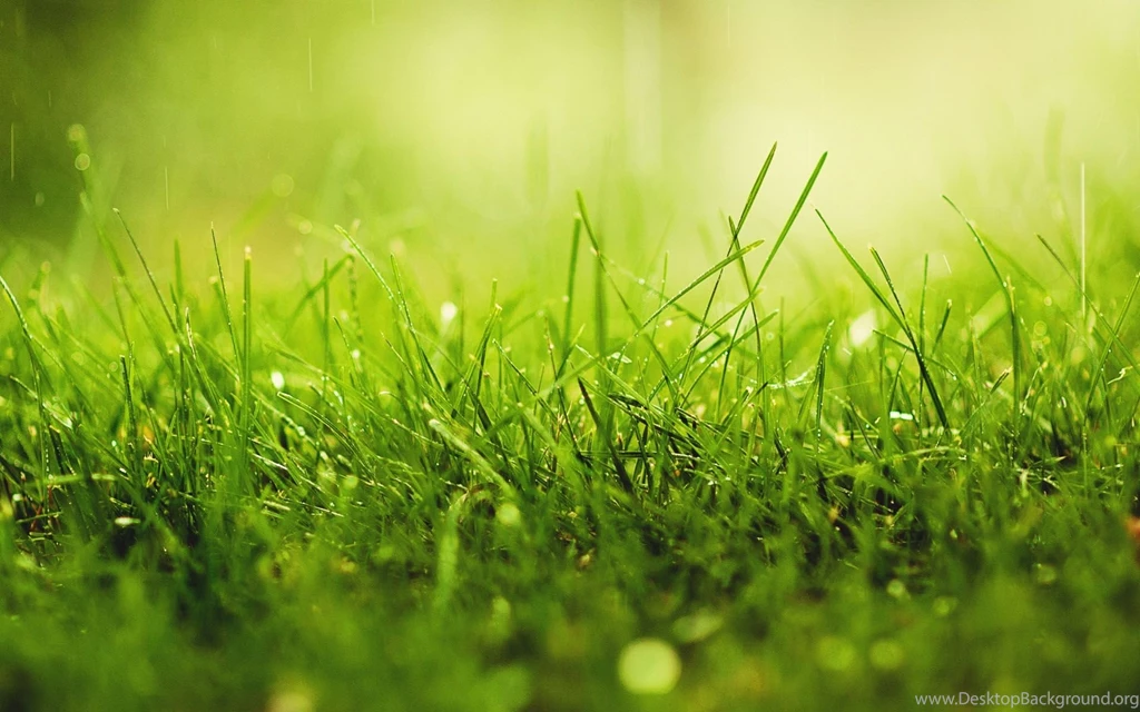 2560x1600px Green Grass Wallpapers
