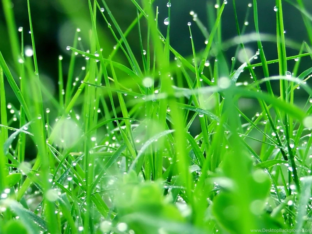 Water Drops On Green Grass Wallpapers And Images Wallpapers ...