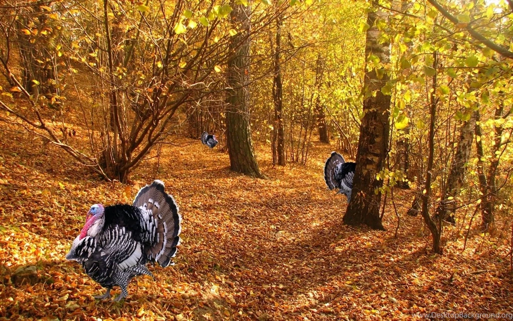 Thanksgiving Wallpapers 2016 Dr. Odd