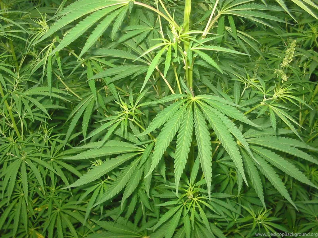 Cannabis Plants Wallpapers HD   WeedPad Wallpapers