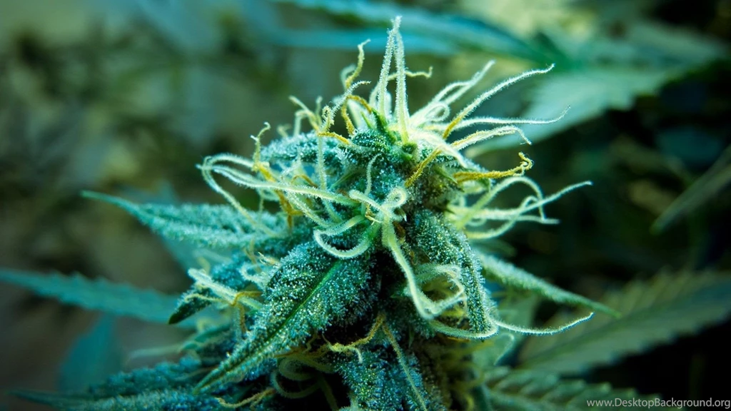 Weed Desktop HD Wallpaper, Weed Backgrounds, New Wallpapers