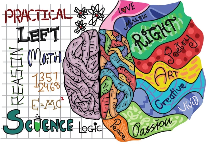 Left Brain Vs Right Brain By TheWantedPanda On DeviantArt