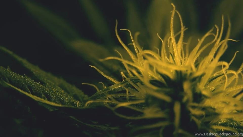 HD Marijuana Pictures
