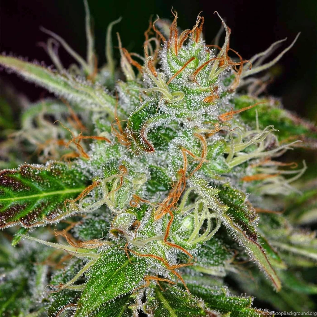 Drugs_marijuana_plants_desktop_1400x1400_hd wallpaper 1192125.jpg