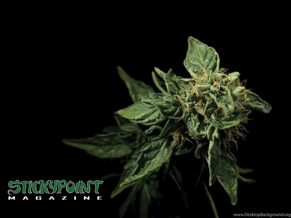 Marijuana Plant Wallpapers   Pixbim.com