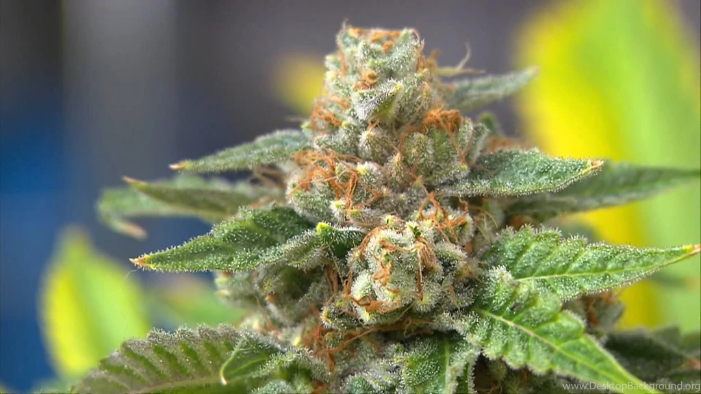 Beautiful Marijuana Plant Picture.jpg