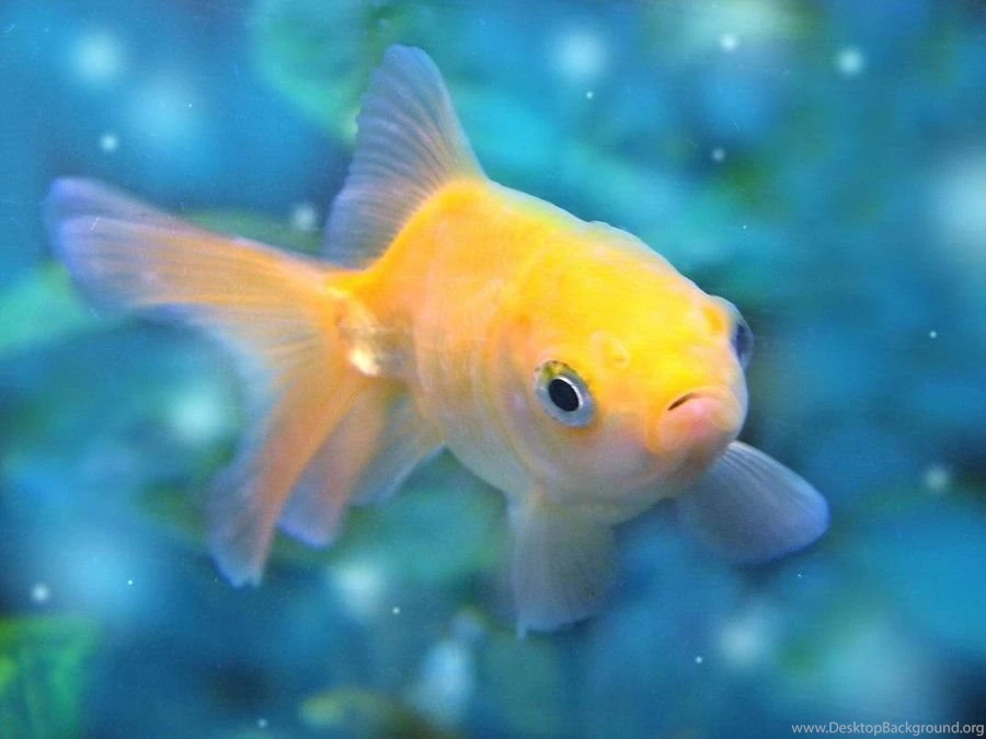 Nemo Wallpapers (by DigitalTouch) ~ Wallpapers Fondos De ...