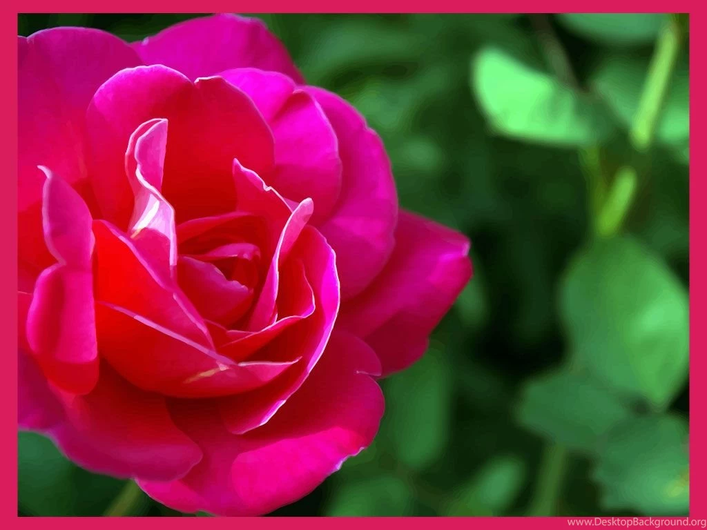 Pink rose wallpaper.jpg