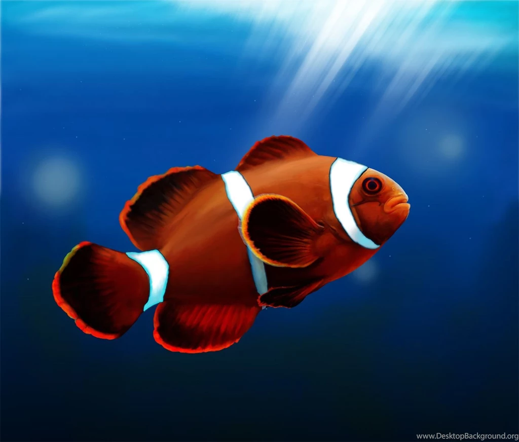 Cute Clown Fish Wallpapers For PC And Mac
