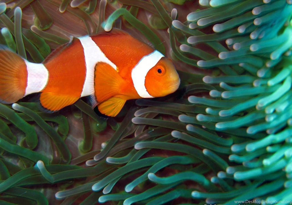 Nemo Fish