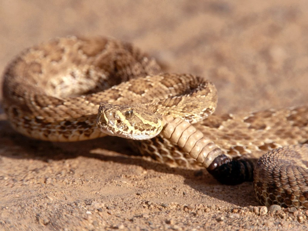 Rattlesnake HD Wallpapers