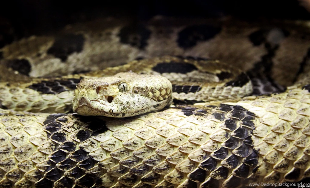 Rattlesnake Wallpapers