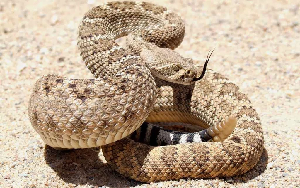 Desktop rattlesnake photos wallpaper.jpg