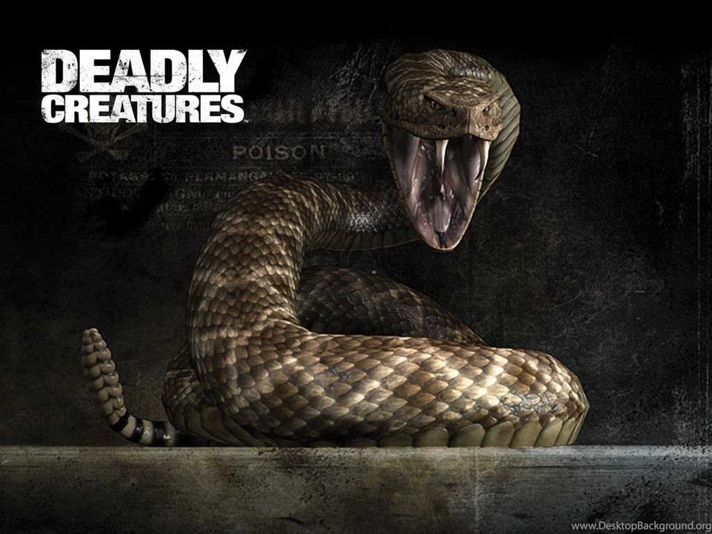 Rattlesnake Wallpapers Wallpapers Cave