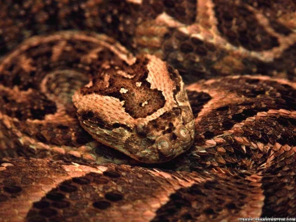 Snake Wallpapers Crazy Frankenstein