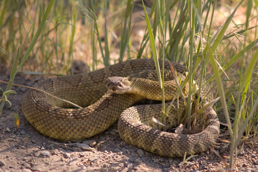 Snake Reptile Snakes Predator Rattlesnake U Wallpapers