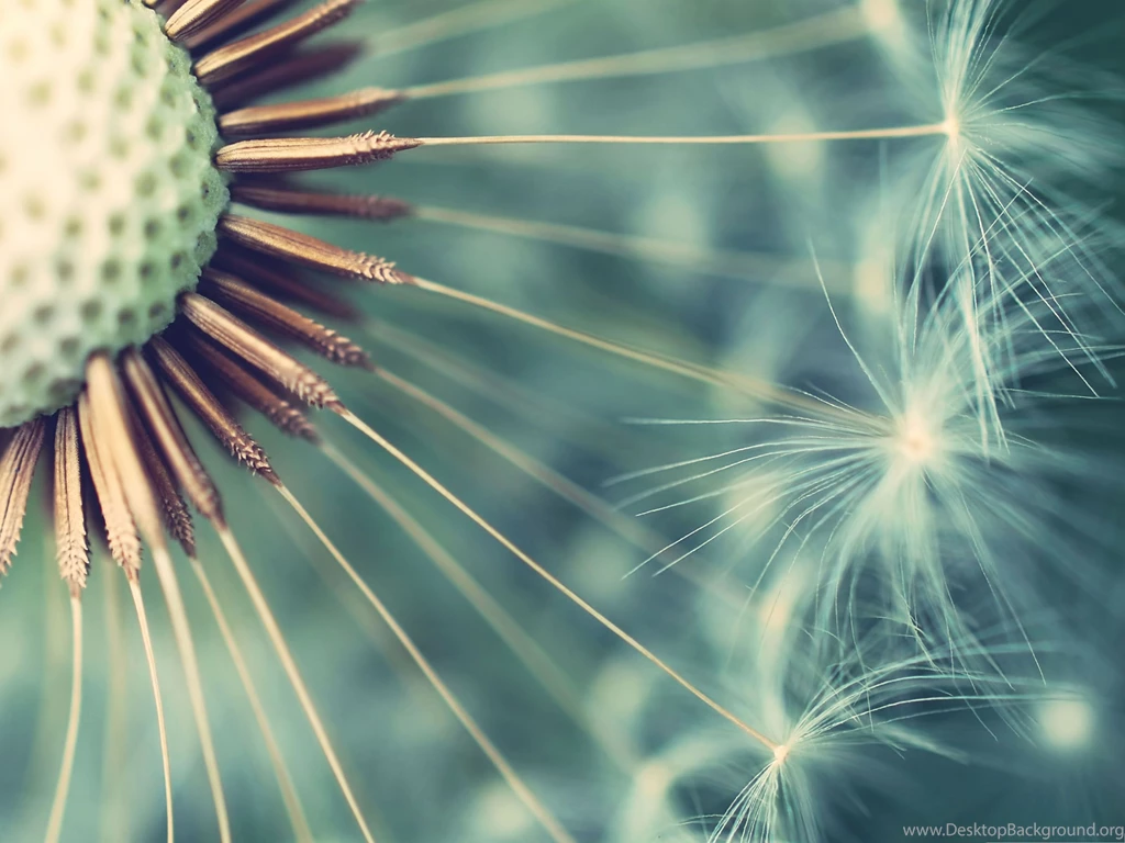 Backgrounds Wallpapers For Computer, Blooming Dandelion Under Macro ...