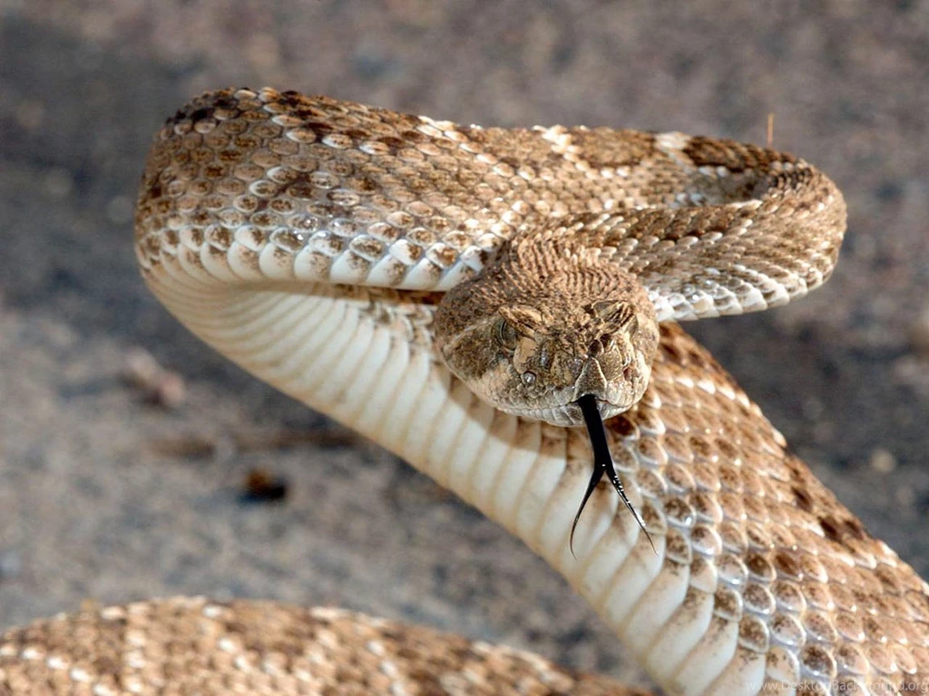 Rattlesnake Wallpapers Animals Town