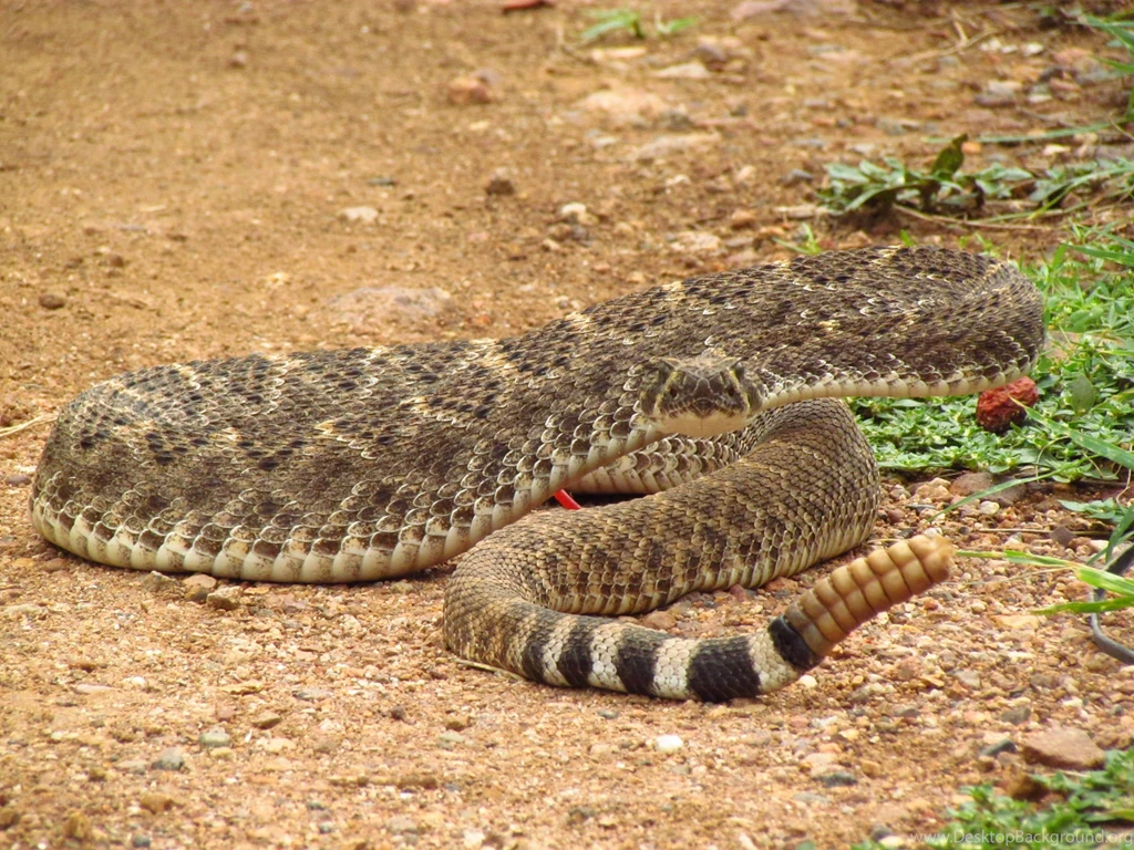 Animals