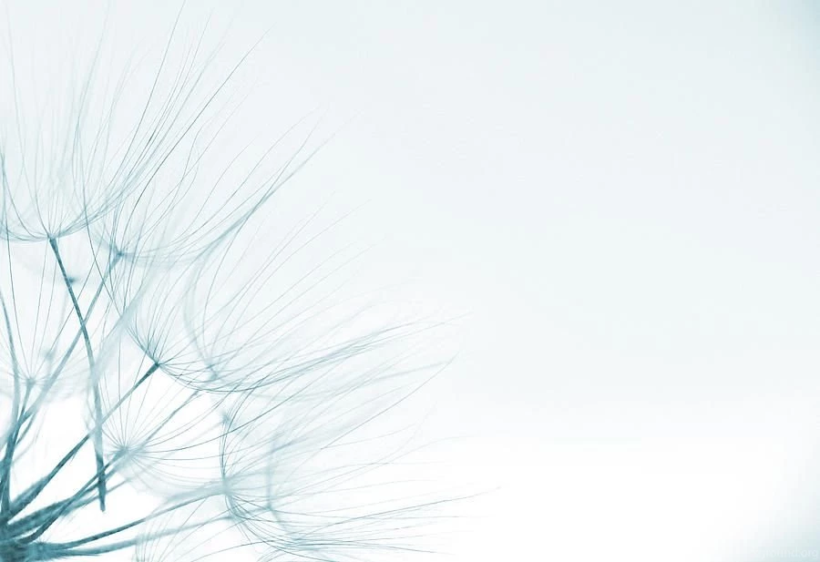 Dandelion Detail Against White Backgrounds Photograph By Vlad Baciu