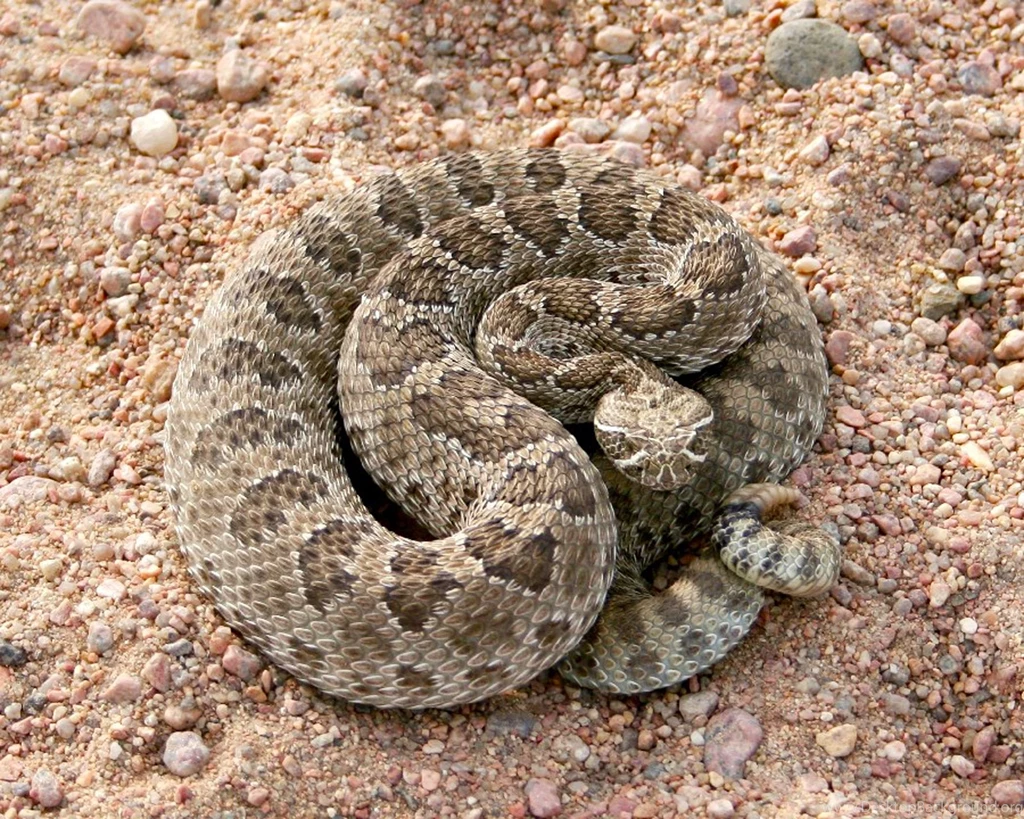 Snake Reptile Snakes Predator Rattlesnake Gd Wallpapers