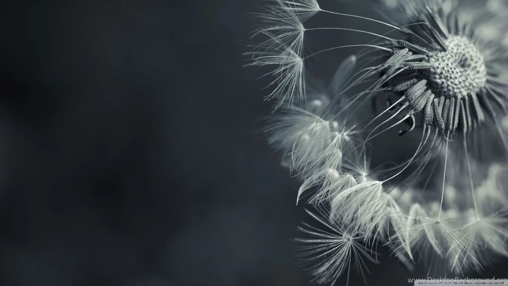 Gallery For Dandelion Black And White Wallpapers