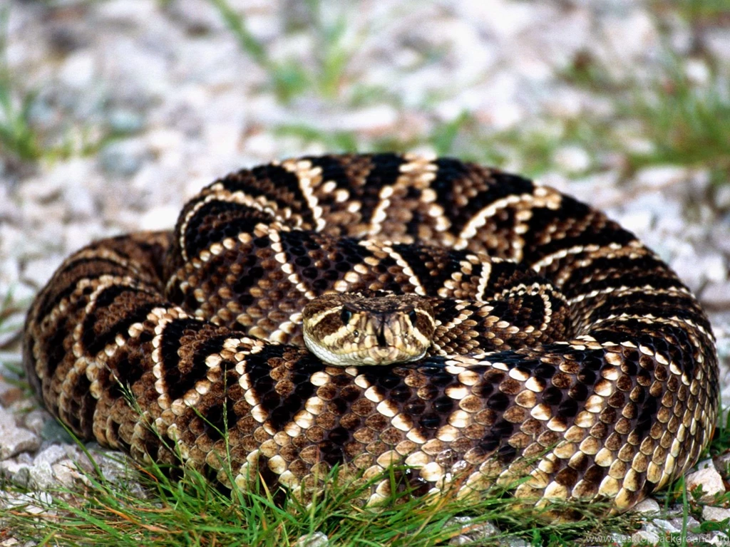 Rattle