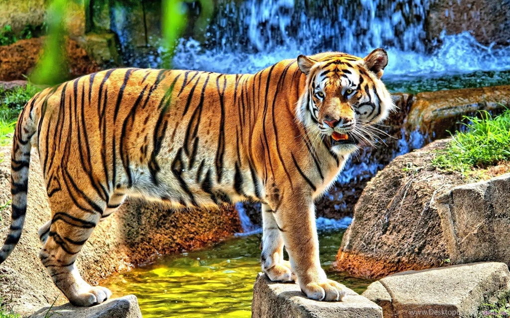 Tiger Full HD 1080p Wallpapers