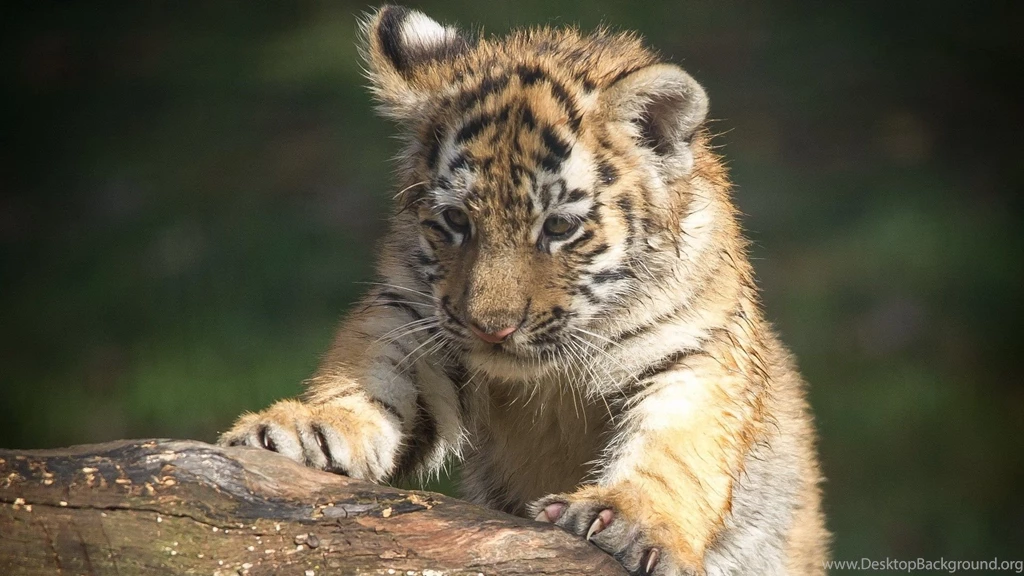 Download Wallpapers 1920x1080 Tiger, Muzzle, Eye, Predator ...