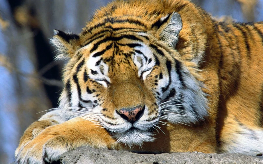 Download Cool Animal Wallpapers Full HD
