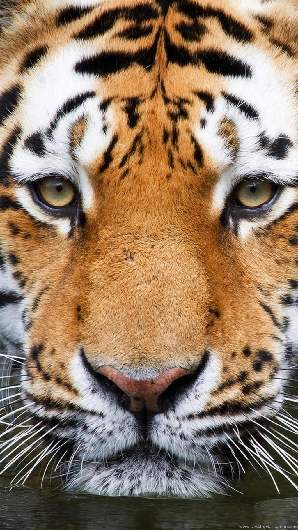Wallpapers Full Hd 1080 X 1920 Smartphone Tiger 1080 X 1920 ...