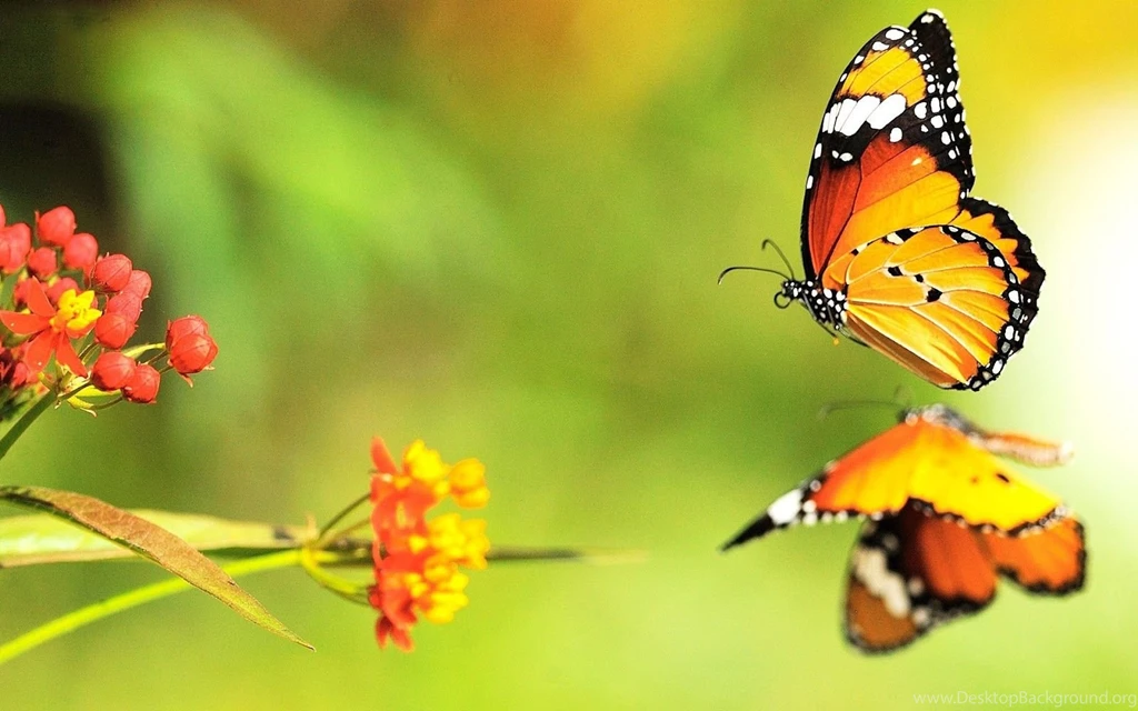 Butterflies