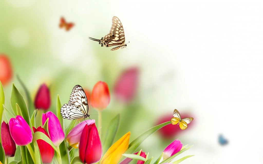 Spring Backgrounds Free Download