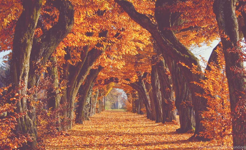 Pic > Fall Backgrounds Tumblr