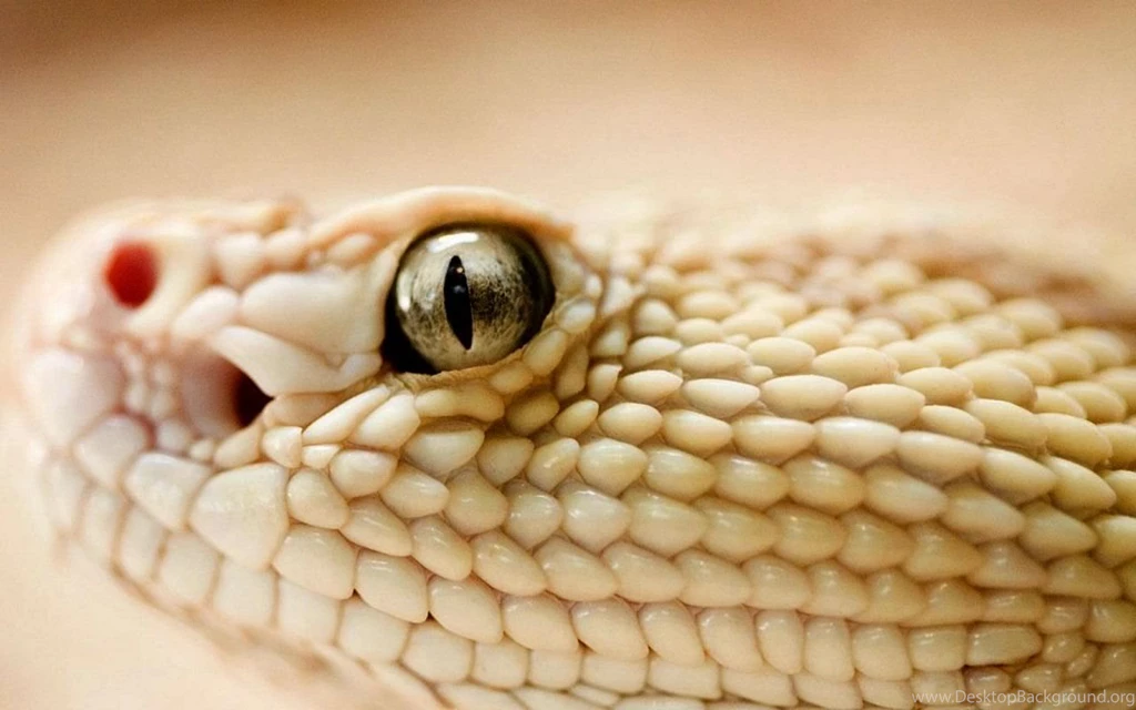 Fotos De Animales: 25 Fotos Wallpapers De Serpientes (2)