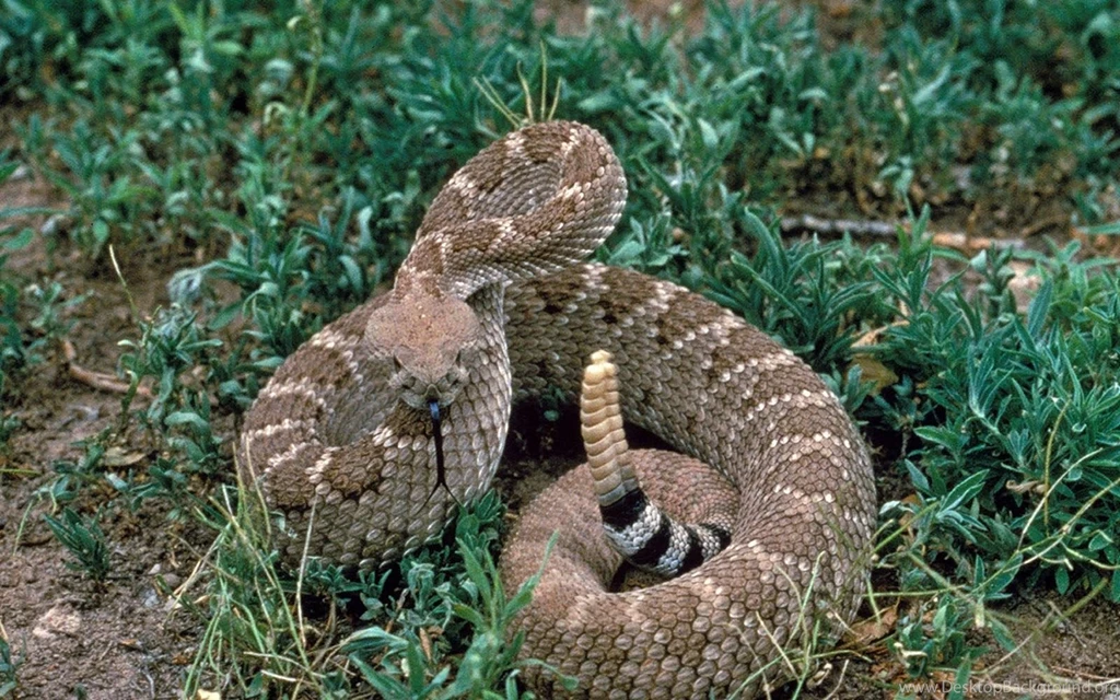 Rattlesnake Wallpapers Totalinfo90