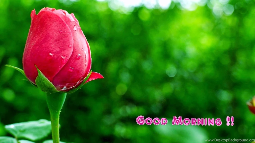 Beautiful Rose Good Morning Wallpapers Free Download For PC ...
