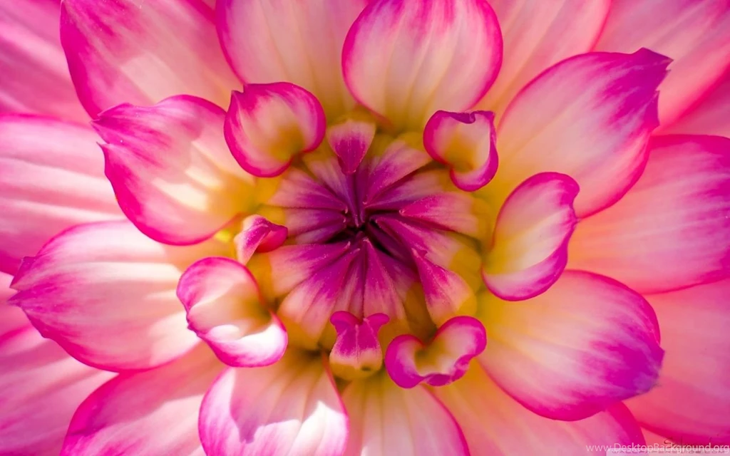 Pink Beauty HD Desktop Wallpapers : Widescreen : High Definition ...