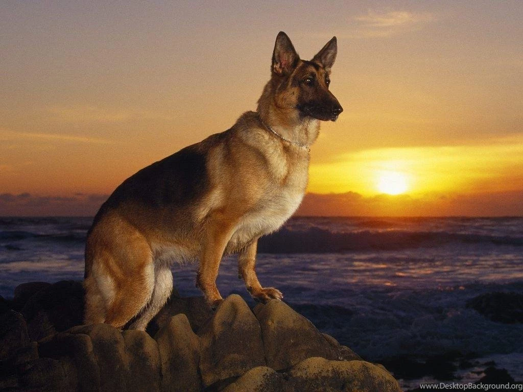 Cool Dog Backgrounds Wallpapers Cave