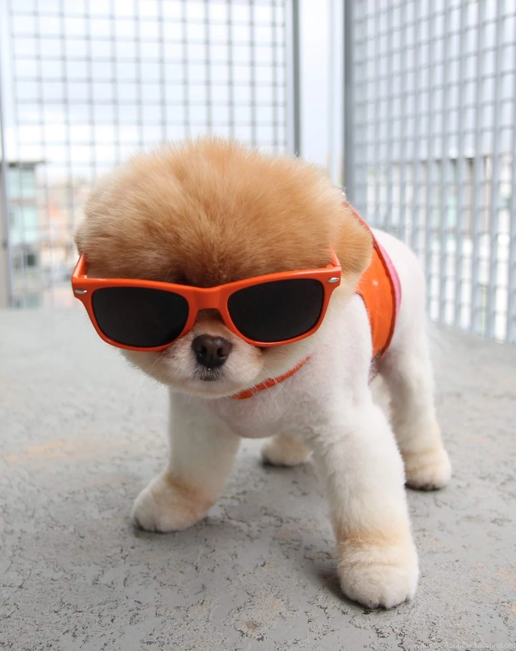 Cool boo dog wallpaper.jpg