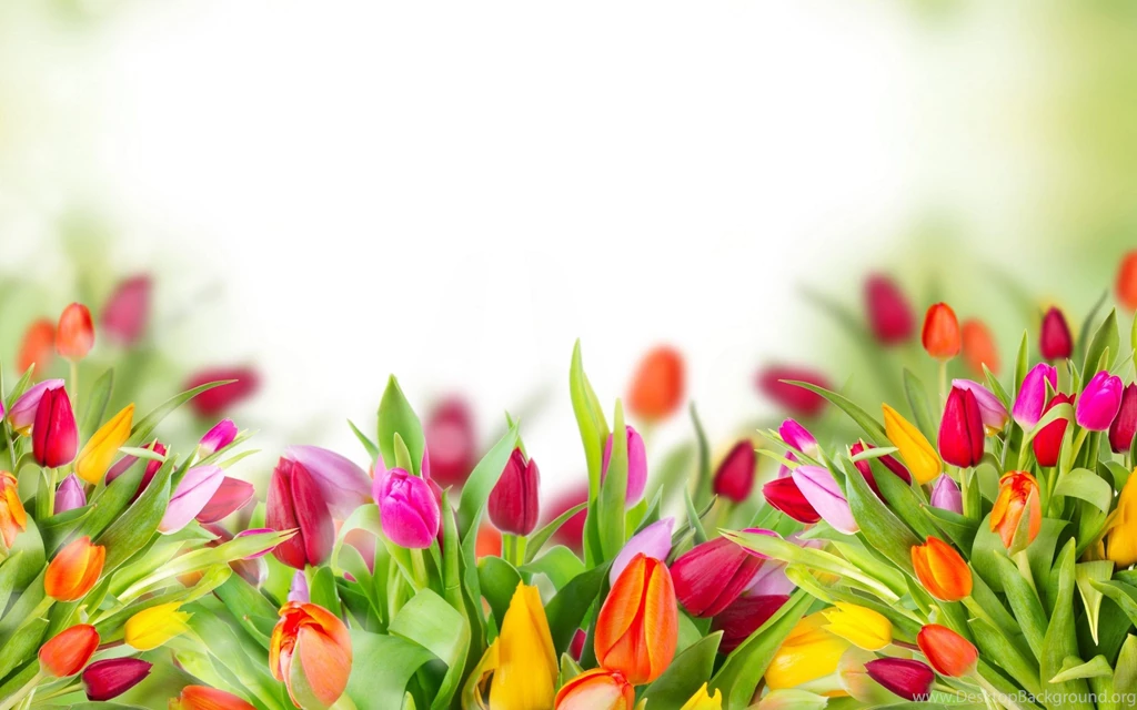 Beautiful Tulips Flower Wallpapers For Desktop, PC & Mobile