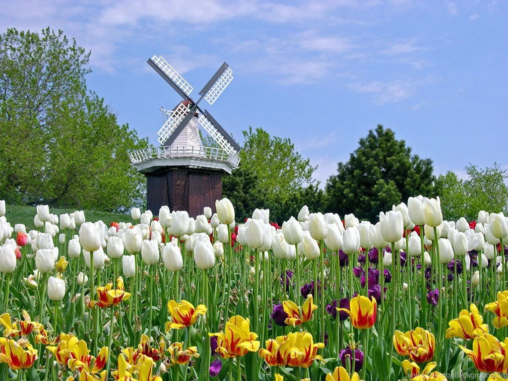Tulip Fields Wallpapers