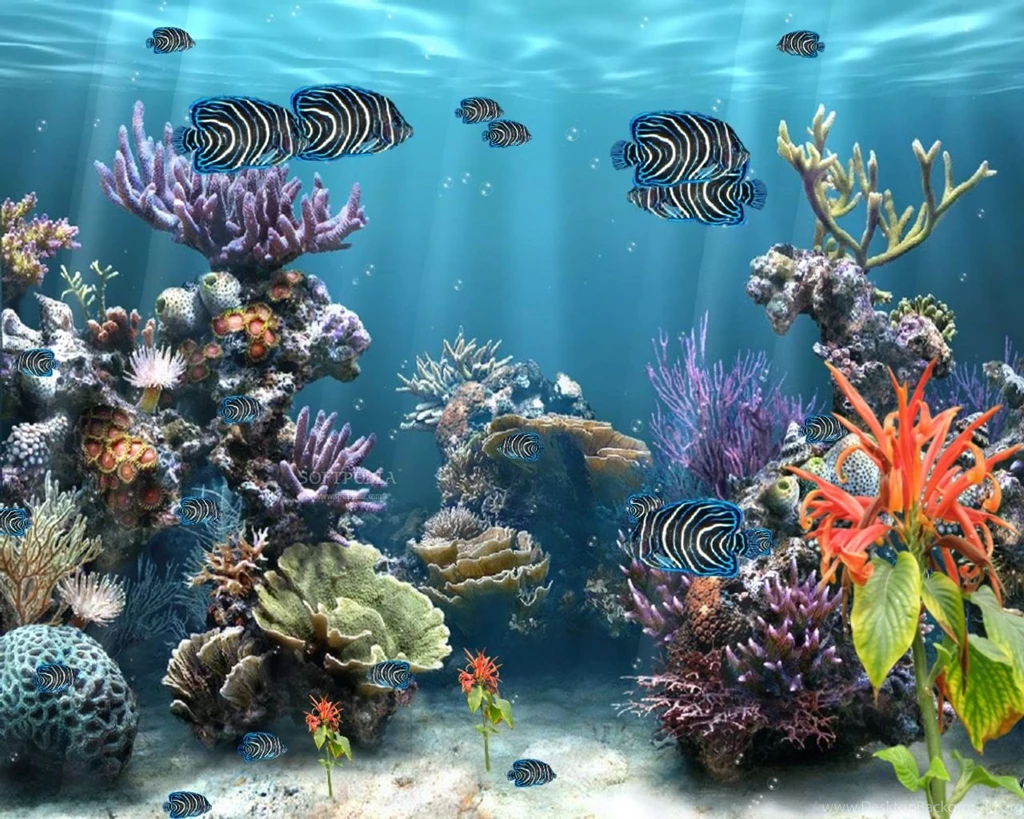 Coral Reef Wallpapers