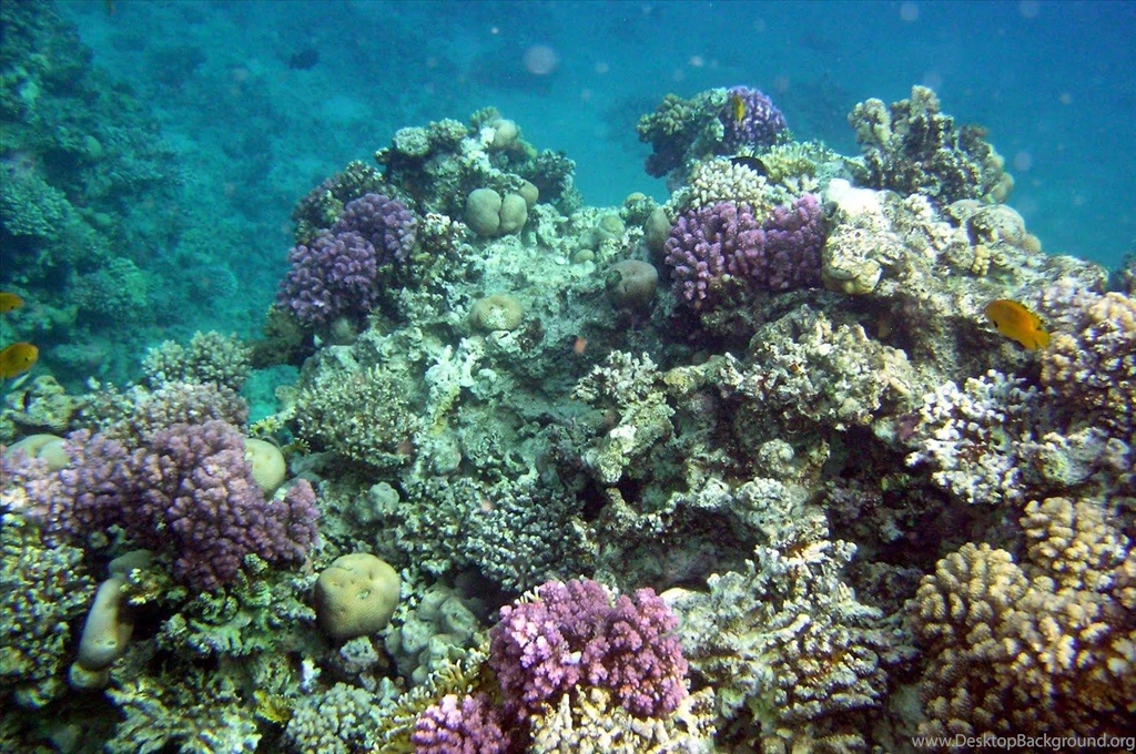 Download Coral Reef Backgrounds